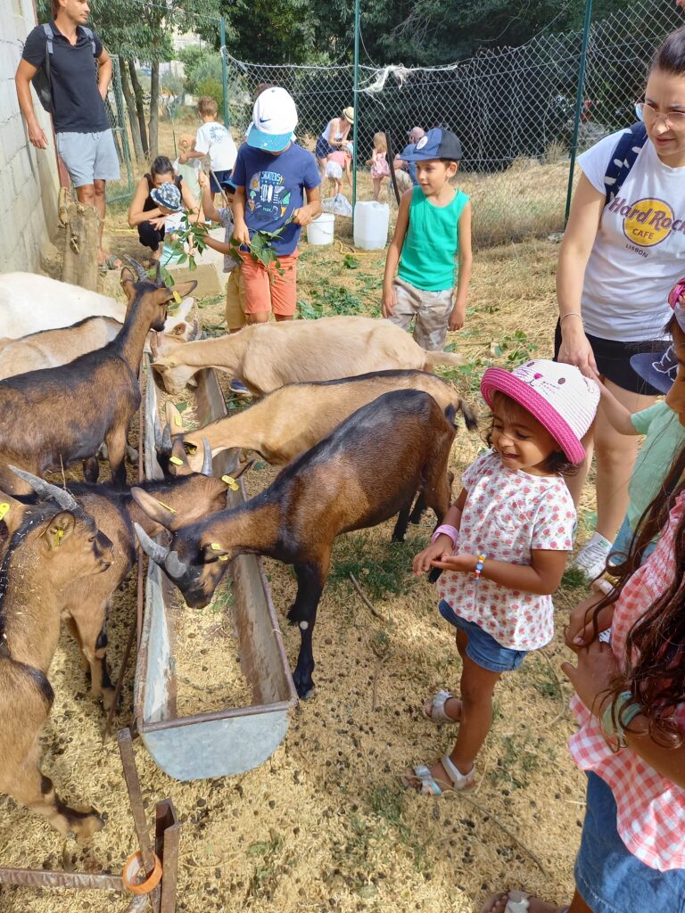 Visite ferme pédagogique